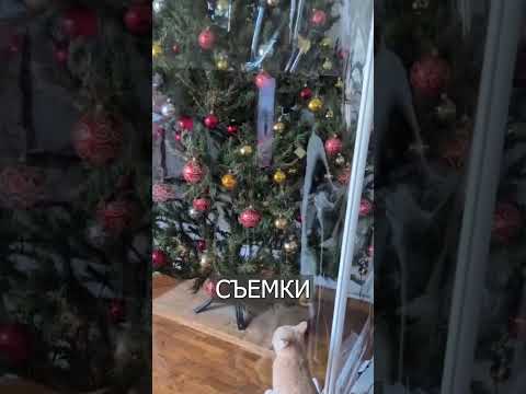 Хозяин Защитил Ёлку от Кота: Но РЫЖИЙ Был Умнее