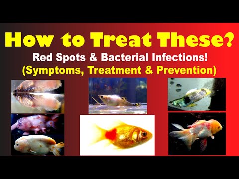 , title : 'How to Cure Red Spots & Other Bacterial Infections!