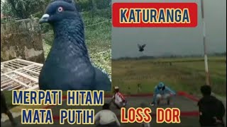 Download lagu Ciri Ciri merpati tinggi lossdorr/Ciri khusus warna hitam/Mata putih. mp3