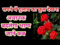 सपने में गुलाब का फूल देखने का मतलब Sapne Me