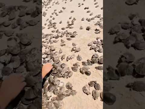 🐢 SOLTURA DAS TARTARUGAS EM ITAMARATI/AM