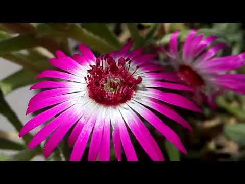676 - Way to collect seed from Ice Plant /Living Stone Daisy - Mesembryanthemum (Hindi /Urdu)15/3/18