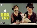 A Dogs Life - Charlie Chaplin Comedy Movie - HD