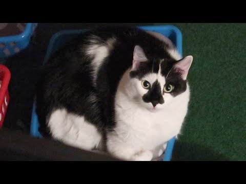 Boo Day 341 - Cats Try Applaws Cat Food and HiLife Perfection Cat Food Also PetSmart Haul