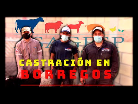 , title : 'Castración en Borregos'