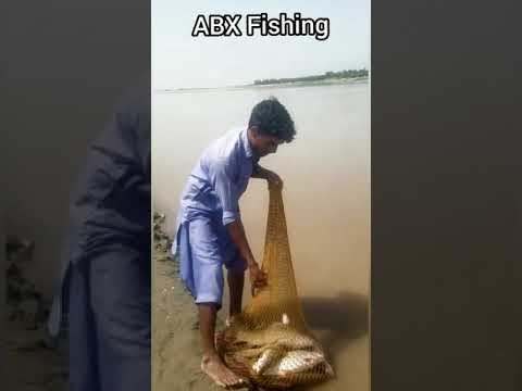 20+ Big Mrigal Carps Catch from River Chenab | Rohu & Mrigal Fishing | ABX Fishing