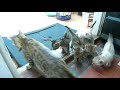 BENGAL CAT Catches Wild Rabbit To Feed Her Kittens