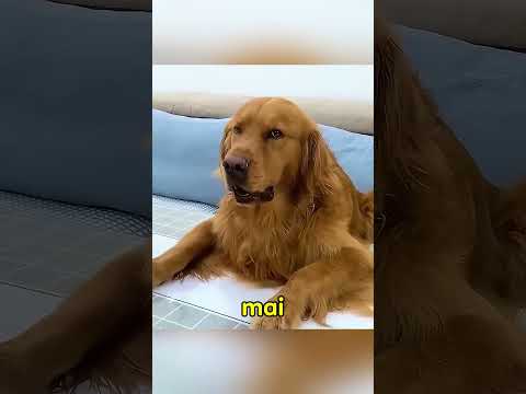 🐶❤️ Câinele și tortul iubirii