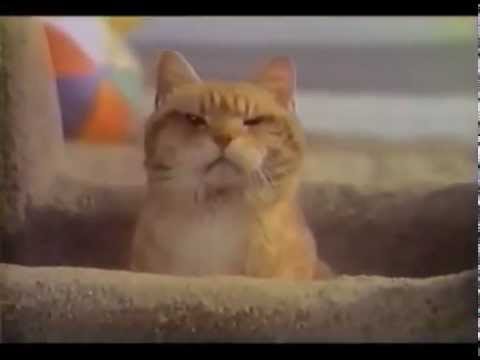 9Lives Morris Beach Commercial