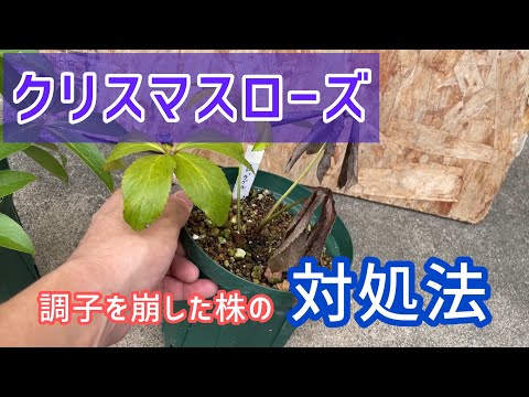 クリスマスサボテンを復活させる方法は？保存するために考慮すべき 8 つの要素  庭園