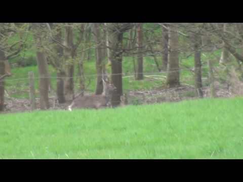 Medal class roebuck.