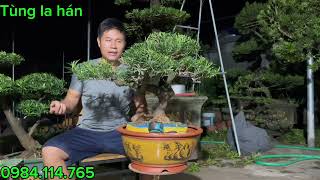 Cheap bonsai pine | Price: 2.5 million Very smooth and beautiful pine | Nam Dinh pine