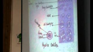 Dr. Dalia- Cartilage-Hyaline Cartilage -26/2
