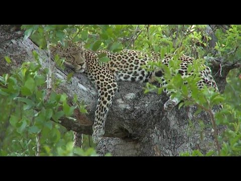Apr. 23, 2016PM/Sunset WildEarth LiveSafari Drive