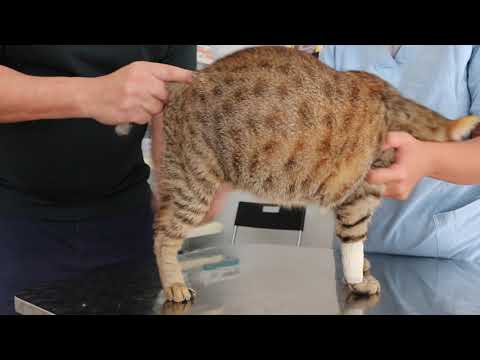 Final Video: The cat has yellow ears and 3rd eyelids - Jaundice in a cat