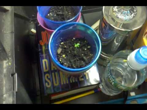 AK-47 Indoor CFL grow - Day 6