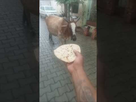 #cow #shortsfeed #shorts #animals #gaumata