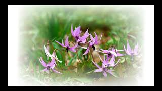 佐野三毳山東斜面：カタクリ群生地