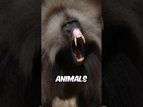 This is the real sound of animals! #animalfacts #wildlife #facts