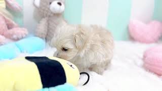 ハーフ犬の動画01