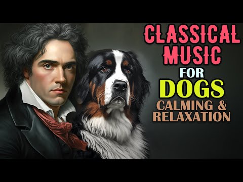 Classical Music for Dogs - Separation Anxiety Music for Dogs, Beethoven for Dogs, Dogs Music Therapy