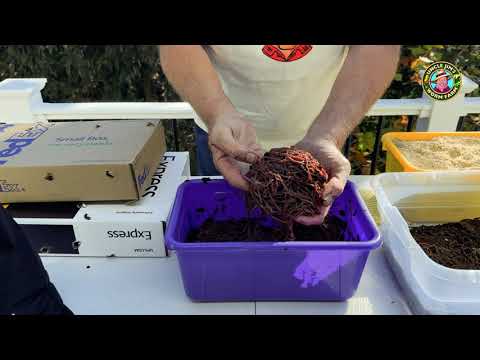 What To Expect: Composting Worms from Uncle Jim's Worm Farm!
