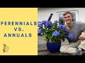 Gardening Basic: Annuals vs Perennials