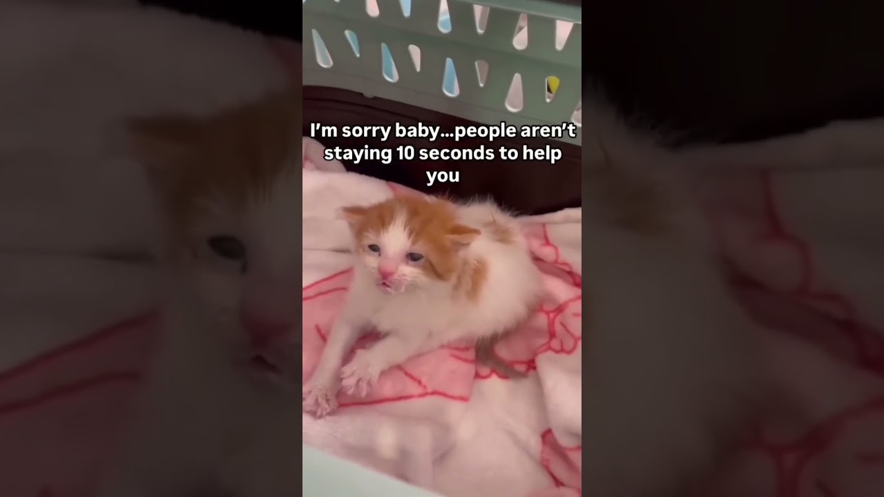 Your support can make all the difference 🙏❤️