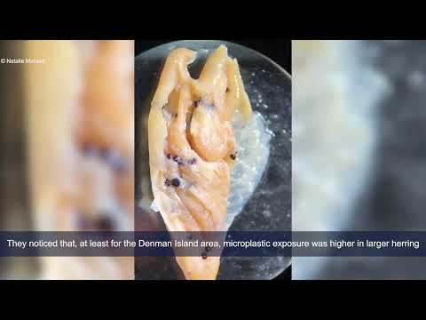 Microplastics near Denman Island