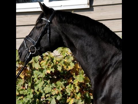 SOLD 2011 top dressage gelding with all possibilities ! www.sporthorses-online.com