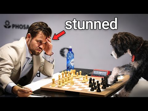 I Taught My Dog to Win Chess Games..