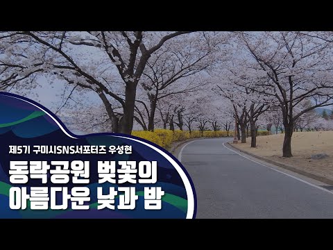 구미시SNS_서포터즈_동락공원 벚꽃의 아름다운 낮과 밤