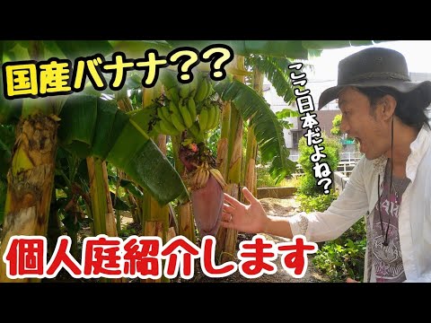 plante-exotique-bananier-jardin-ensoleillé plante exotique