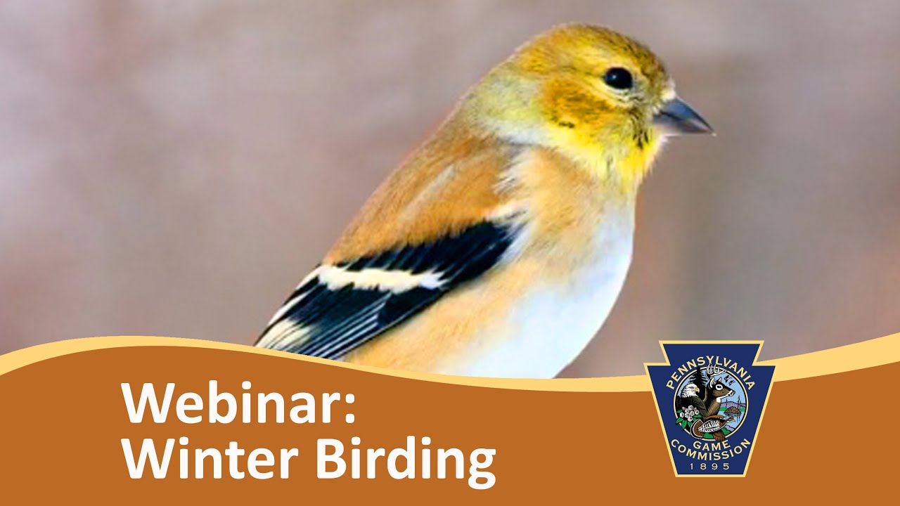 Webinar: Winter Birding