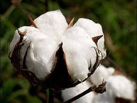 How Cotton goes from a Plant to a Fiber.