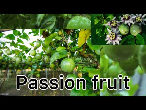 Fashion fruit. Wow amazing🥰🤗🤍