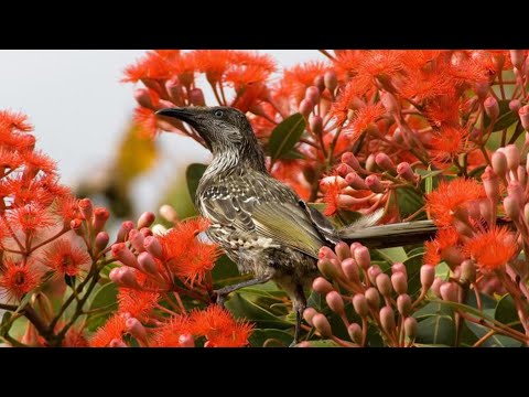 Macro Flowers 4K 60fps - Nature Relax Video + Amazing Birds Singing (9 Hours)