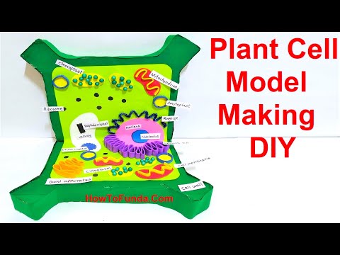 Animal Cell Model 3D model making using cardboard and paper howtofunda still model