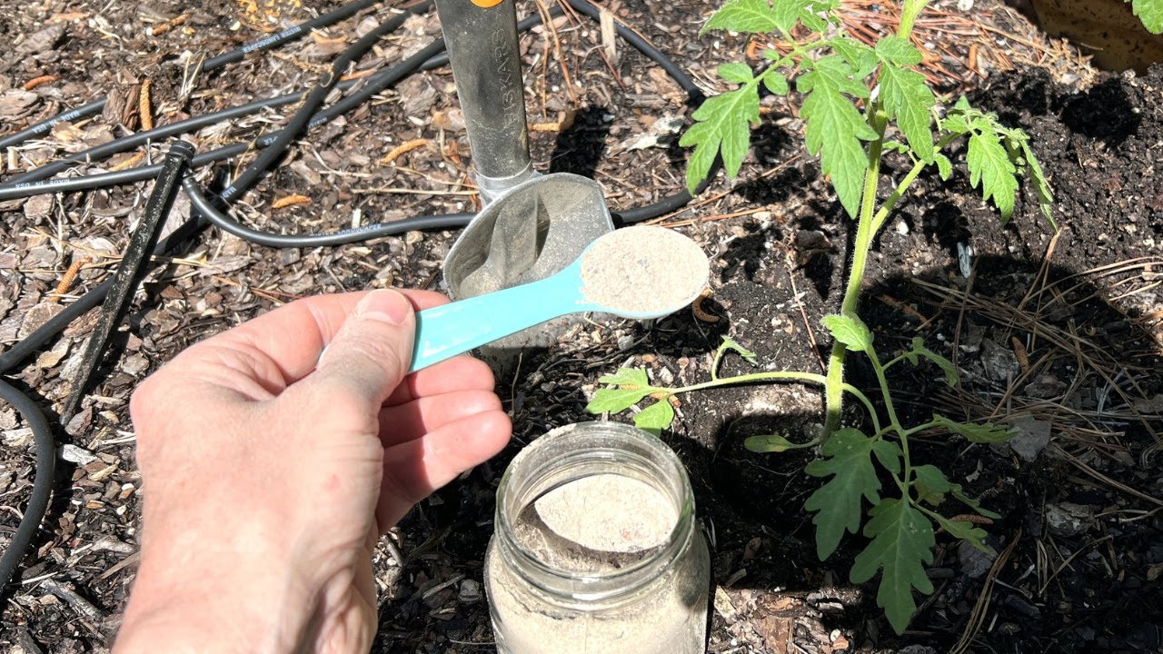 NEVER Plant Tomatoes Without It!!  Results Will Be Larger Fruits And More Of Them