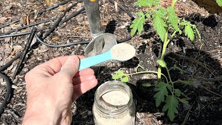 NEVER Plant Tomatoes Without It!! Results Will Be Larger Fruits And More Of Them