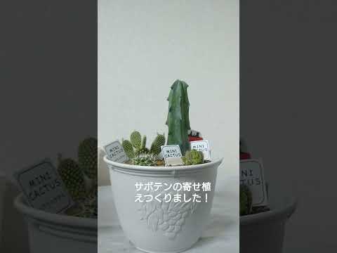 いくつかの簡単なステップで屋外のサボテンの鉢植え庭を作る方法