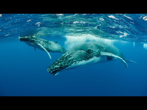 Humpback Whale Sounds | Deep Underwater Sounds for Sleep ,Focus ,Studying and Relaxation