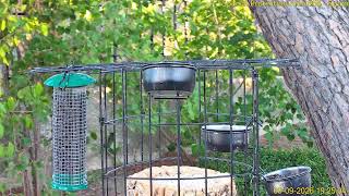 Bird Cam Live Feeder Spain Live Stream live webcam