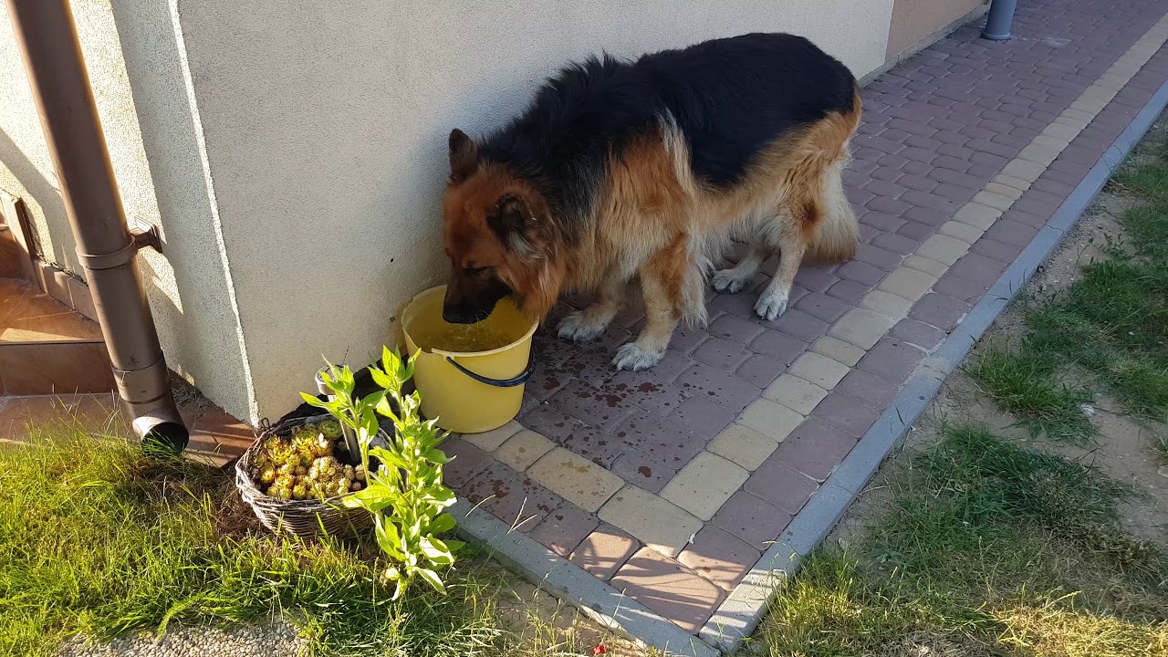 Świeża woda dla psa