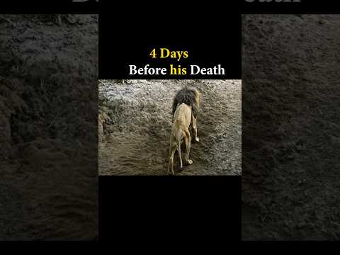 “The Final Moments of the Greatest Lion in History 🦁✨