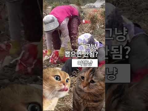 누가 마늘 캐기 쉽다 하드노 !!! #shorts