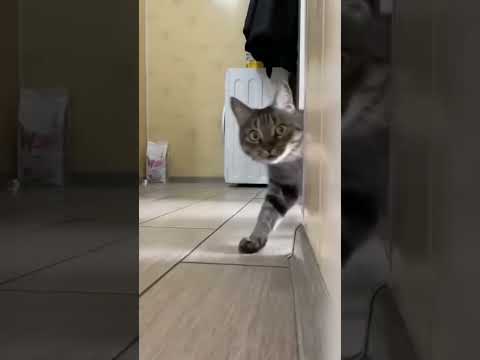 #funny #catfancy #cat