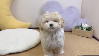 ハーフ犬の動画01