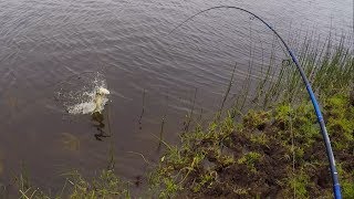 Crazy pike flies on to the bank chasing Hidehook fishing lure. Рыбалка щука на незацепляйку
