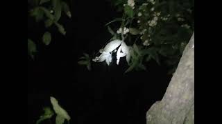 Download lagu mengejar sosok putih kunti apa pocong mp3 Download lagu mengejar sosok putih kunti apa pocong mp3